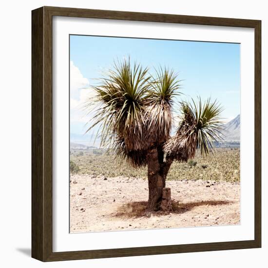 ¡Viva Mexico! Square Collection - Desert Palm Tree II-Philippe Hugonnard-Framed Photographic Print