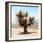 ¡Viva Mexico! Square Collection - Desert Palm Tree II-Philippe Hugonnard-Framed Photographic Print