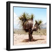 ¡Viva Mexico! Square Collection - Desert Palm Tree II-Philippe Hugonnard-Framed Photographic Print