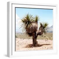 ¡Viva Mexico! Square Collection - Desert Palm Tree II-Philippe Hugonnard-Framed Photographic Print