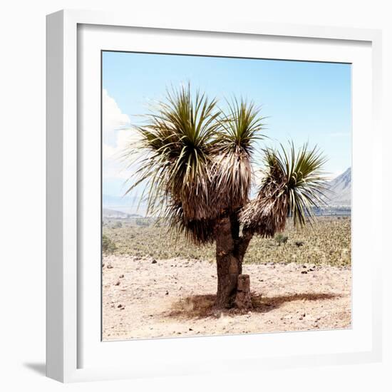 ¡Viva Mexico! Square Collection - Desert Palm Tree II-Philippe Hugonnard-Framed Photographic Print