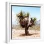 ¡Viva Mexico! Square Collection - Desert Palm Tree II-Philippe Hugonnard-Framed Photographic Print