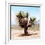 ¡Viva Mexico! Square Collection - Desert Palm Tree II-Philippe Hugonnard-Framed Photographic Print