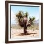 ¡Viva Mexico! Square Collection - Desert Palm Tree II-Philippe Hugonnard-Framed Photographic Print