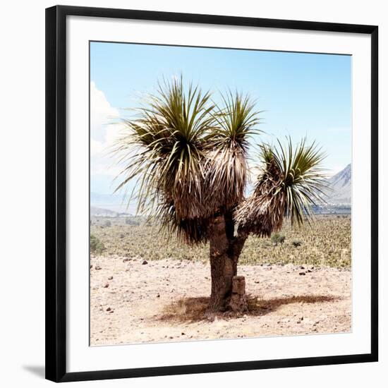 ¡Viva Mexico! Square Collection - Desert Palm Tree II-Philippe Hugonnard-Framed Photographic Print