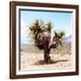 ¡Viva Mexico! Square Collection - Desert Palm Tree II-Philippe Hugonnard-Framed Photographic Print