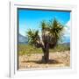 ¡Viva Mexico! Square Collection - Desert Palm Tree-Philippe Hugonnard-Framed Photographic Print