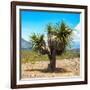 ¡Viva Mexico! Square Collection - Desert Palm Tree-Philippe Hugonnard-Framed Photographic Print