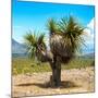 ¡Viva Mexico! Square Collection - Desert Palm Tree-Philippe Hugonnard-Mounted Photographic Print