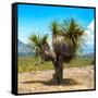 ¡Viva Mexico! Square Collection - Desert Palm Tree-Philippe Hugonnard-Framed Stretched Canvas