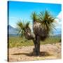 ¡Viva Mexico! Square Collection - Desert Palm Tree-Philippe Hugonnard-Stretched Canvas