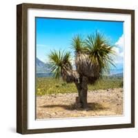 ¡Viva Mexico! Square Collection - Desert Palm Tree-Philippe Hugonnard-Framed Photographic Print