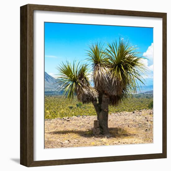 ¡Viva Mexico! Square Collection - Desert Palm Tree-Philippe Hugonnard-Framed Photographic Print