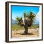 ¡Viva Mexico! Square Collection - Desert Palm Tree-Philippe Hugonnard-Framed Photographic Print