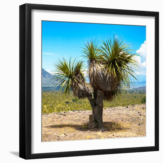 ¡Viva Mexico! Square Collection - Desert Palm Tree-Philippe Hugonnard-Framed Photographic Print