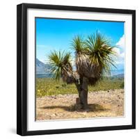 ¡Viva Mexico! Square Collection - Desert Palm Tree-Philippe Hugonnard-Framed Photographic Print