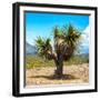 ¡Viva Mexico! Square Collection - Desert Palm Tree-Philippe Hugonnard-Framed Photographic Print