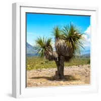 ¡Viva Mexico! Square Collection - Desert Palm Tree-Philippe Hugonnard-Framed Photographic Print