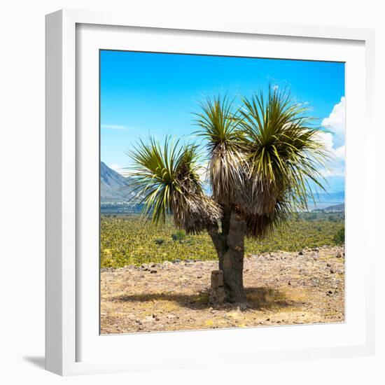 ¡Viva Mexico! Square Collection - Desert Palm Tree-Philippe Hugonnard-Framed Photographic Print