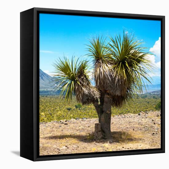 ¡Viva Mexico! Square Collection - Desert Palm Tree-Philippe Hugonnard-Framed Stretched Canvas