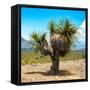¡Viva Mexico! Square Collection - Desert Palm Tree-Philippe Hugonnard-Framed Stretched Canvas