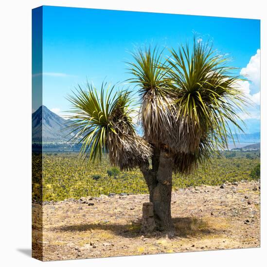 ¡Viva Mexico! Square Collection - Desert Palm Tree-Philippe Hugonnard-Stretched Canvas