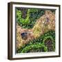 ¡Viva Mexico! Square Collection - Earth from above-Philippe Hugonnard-Framed Photographic Print