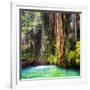 ¡Viva Mexico! Square Collection - Hanging Roots of Ik-Kil Cenote II-Philippe Hugonnard-Framed Photographic Print