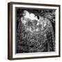 ¡Viva Mexico! Square Collection - Hanging Roots of Ik-Kil Cenote IV-Philippe Hugonnard-Framed Photographic Print