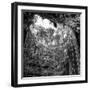 ¡Viva Mexico! Square Collection - Hanging Roots of Ik-Kil Cenote IV-Philippe Hugonnard-Framed Photographic Print