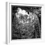 ¡Viva Mexico! Square Collection - Hanging Roots of Ik-Kil Cenote IV-Philippe Hugonnard-Framed Photographic Print