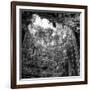 ¡Viva Mexico! Square Collection - Hanging Roots of Ik-Kil Cenote IV-Philippe Hugonnard-Framed Photographic Print