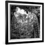 ¡Viva Mexico! Square Collection - Hanging Roots of Ik-Kil Cenote IV-Philippe Hugonnard-Framed Photographic Print