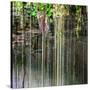 ¡Viva Mexico! Square Collection - Hanging Roots of Ik-Kil Cenote V-Philippe Hugonnard-Stretched Canvas