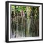 ¡Viva Mexico! Square Collection - Hanging Roots of Ik-Kil Cenote V-Philippe Hugonnard-Framed Photographic Print