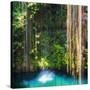 ¡Viva Mexico! Square Collection - Hanging Roots of Ik-Kil Cenote-Philippe Hugonnard-Stretched Canvas