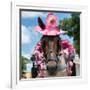 ¡Viva Mexico! Square Collection - Horse with a Pink Hat-Philippe Hugonnard-Framed Photographic Print