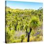 ¡Viva Mexico! Square Collection - Joshua Trees-Philippe Hugonnard-Stretched Canvas