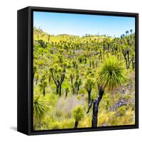 ¡Viva Mexico! Square Collection - Joshua Trees-Philippe Hugonnard-Framed Stretched Canvas