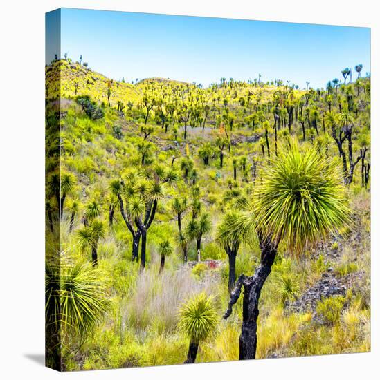 ¡Viva Mexico! Square Collection - Joshua Trees-Philippe Hugonnard-Stretched Canvas