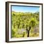 ¡Viva Mexico! Square Collection - Joshua Trees-Philippe Hugonnard-Framed Photographic Print