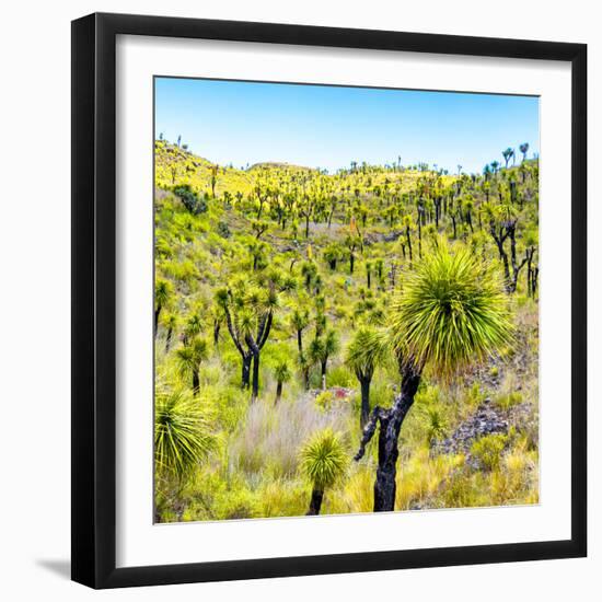 ¡Viva Mexico! Square Collection - Joshua Trees-Philippe Hugonnard-Framed Photographic Print