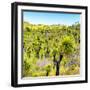 ¡Viva Mexico! Square Collection - Joshua Trees-Philippe Hugonnard-Framed Photographic Print