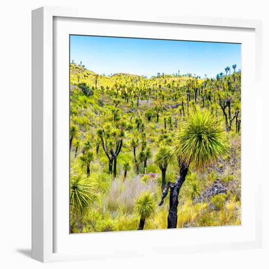 ¡Viva Mexico! Square Collection - Joshua Trees-Philippe Hugonnard-Framed Photographic Print