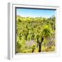 ¡Viva Mexico! Square Collection - Joshua Trees-Philippe Hugonnard-Framed Photographic Print