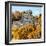 ¡Viva Mexico! Square Collection - Mayan Pyramid of Calakmul with Fall Colors-Philippe Hugonnard-Framed Photographic Print