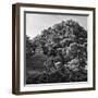 ¡Viva Mexico! Square Collection - Mayan Temple at Sunrise II-Philippe Hugonnard-Framed Photographic Print