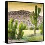 ¡Viva Mexico! Square Collection - Mexican Cactus at Sunset-Philippe Hugonnard-Framed Stretched Canvas