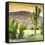 ¡Viva Mexico! Square Collection - Mexican Cactus at Sunset-Philippe Hugonnard-Framed Stretched Canvas