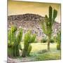 ¡Viva Mexico! Square Collection - Mexican Cactus at Sunset-Philippe Hugonnard-Mounted Photographic Print